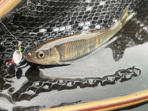 オイカワの釣果
