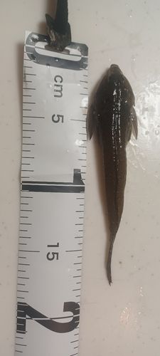 メゴチの釣果