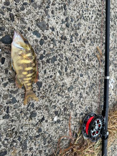 キツネベラの釣果