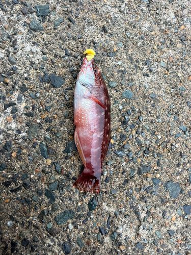 アカササノハベラの釣果