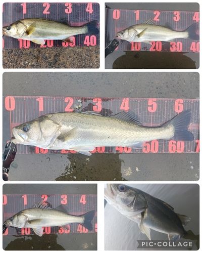 シーバスの釣果
