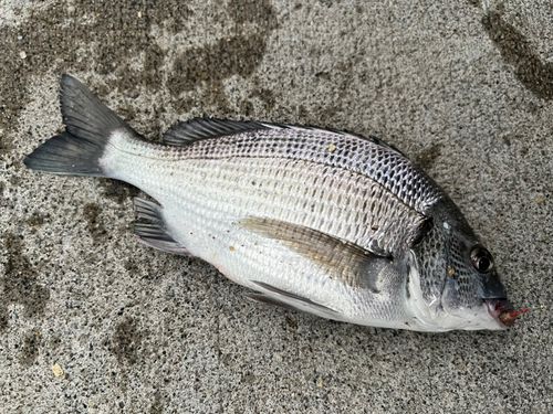 大浜漁港（宮戸島）