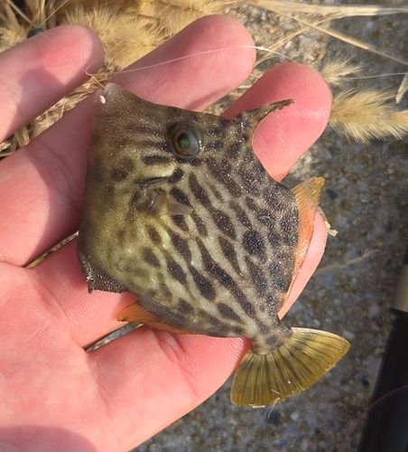 カワハギの釣果