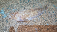 アイナメの釣果