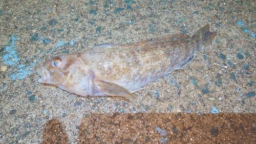 アイナメの釣果