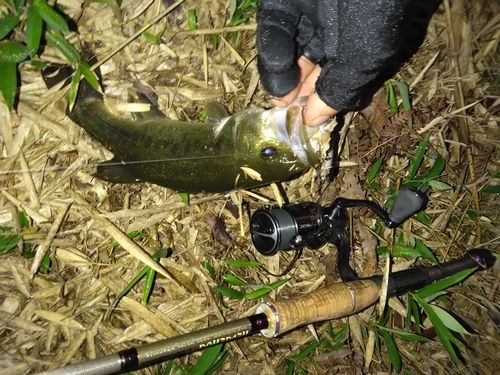 ブラックバスの釣果