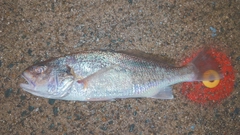 シログチの釣果