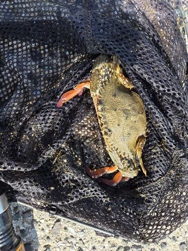 ガザミの釣果