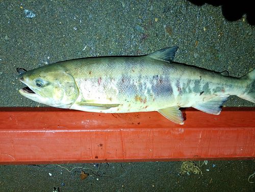 シロザケの釣果