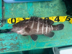 マハタの釣果