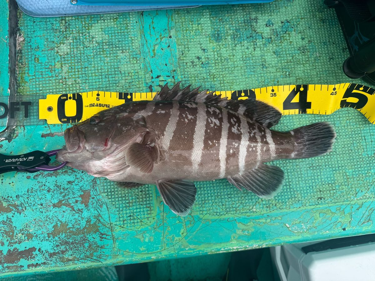 えびみそおじさんさんの釣果 1枚目の画像