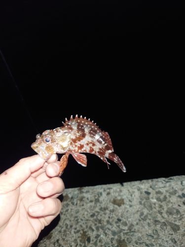 カサゴの釣果