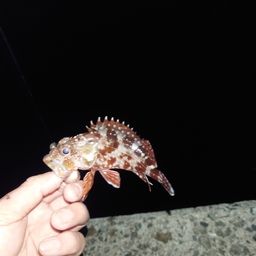 カサゴ