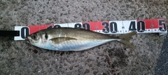 マアジの釣果
