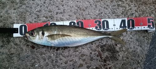 マアジの釣果