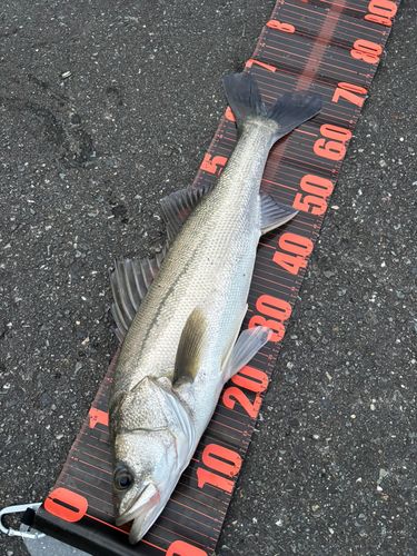 スズキの釣果