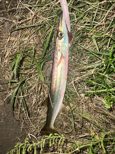 アカカマスの釣果
