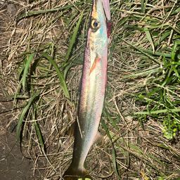 アカカマス