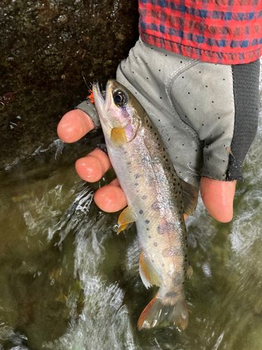 ヤマメの釣果