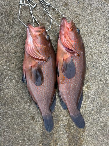 キジハタの釣果