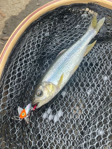 カワムツの釣果
