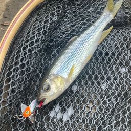 カワムツ