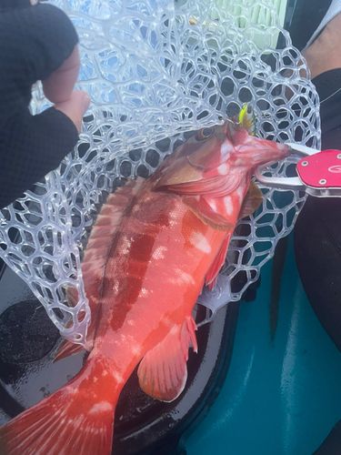 アカハタの釣果