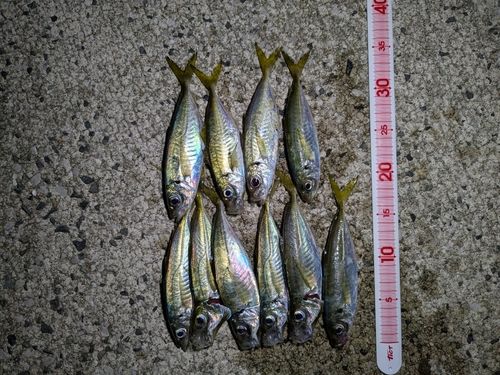 アジの釣果