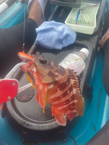 相模湾