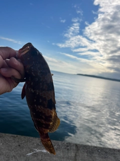 キジハタの釣果