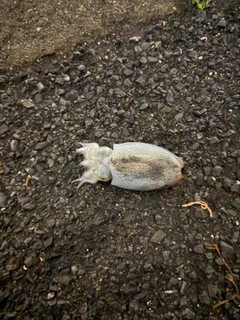 シリヤケイカの釣果