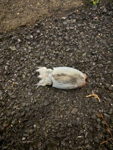 シリヤケイカの釣果