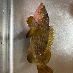 アコウ