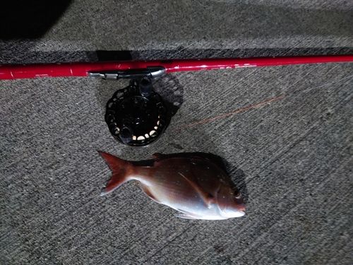 チャリコの釣果