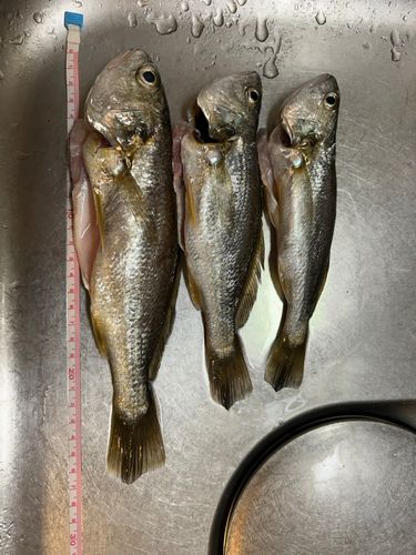 シログチの釣果