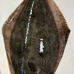ヒラメ