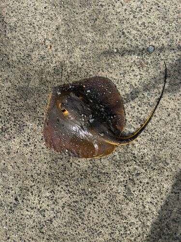 アカエイの釣果