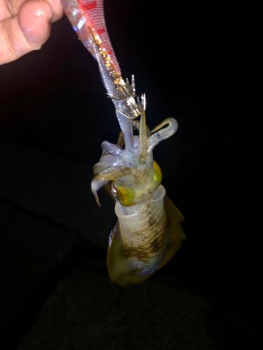 播磨灘
