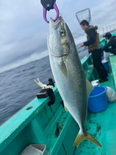 イナダの釣果