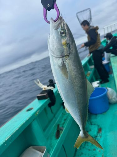 イナダの釣果