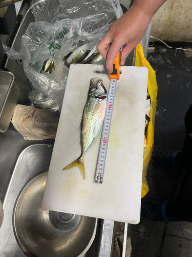 マアジの釣果
