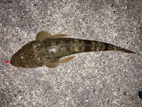 マゴチの釣果