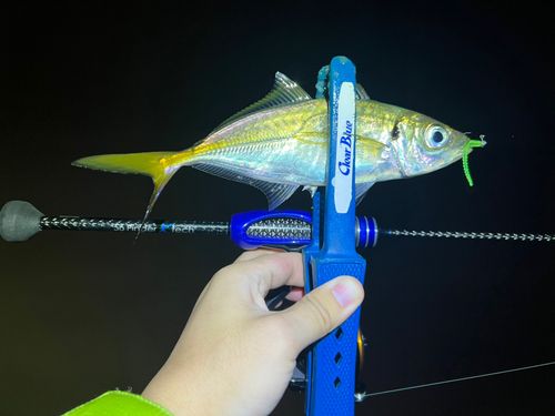 マアジの釣果