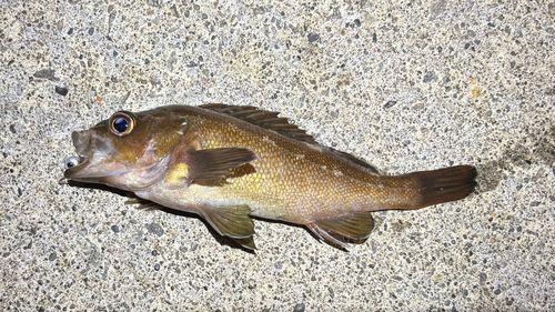 エゾメバルの釣果