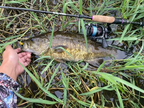 スモールマウスバスの釣果