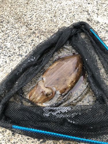 コウイカの釣果
