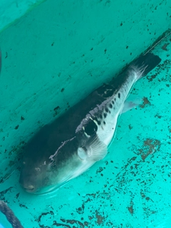 トラフグの釣果