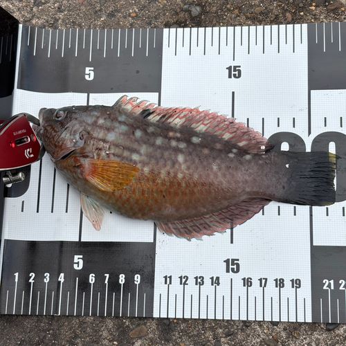 アカササノハベラの釣果
