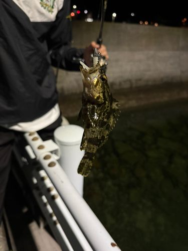 タケノコメバルの釣果