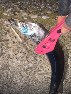 タチウオの釣果